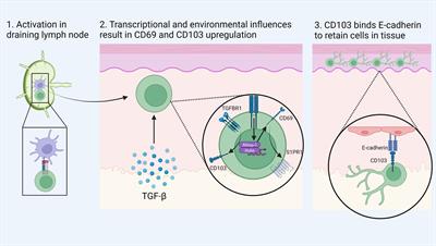 Tissue-resident memory T cells in the era of (Neo) adjuvant melanoma management